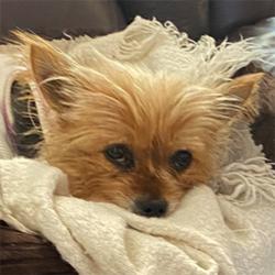 Male yorkie penis hair is hardened information true Final, sorry, Male yorkie penis hair is hardened